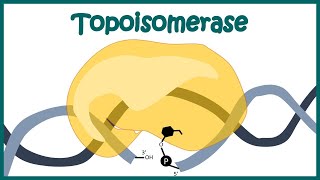 Topoisomerase 1 and 2 mechanism  How Topoisomerase works  Animated biology  Molecular biology [upl. by Haras433]