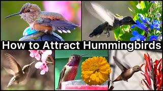 How to Attract Hummingbirds with Flowers amp Hummingbird Feeder EASY How to Make Nectar Recipe Food [upl. by Oiziruam]