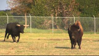 Longhorn and American Buffalo at fence [upl. by Darrin]