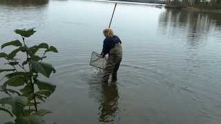 Stocking Walleyes in Hayward Wisconsin Area Lake  Wisconsin Walleye Initiative [upl. by Goldsworthy]