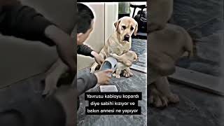 Yavrusunu bakın nasıl korudu Bakışlarına kalbimi bıraktım duygusal duygusalvideolar [upl. by Yereffej609]