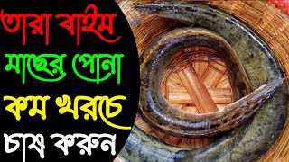 উন্নত মানের তারা বাইম মাছের পোনা এখন এই কম দামে কিনতে অর্ডার করুন 01712791957 [upl. by Brace823]