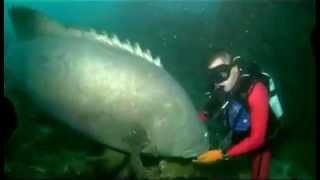 Massive Fish Bites Scuba Diver DANGER [upl. by Julian283]