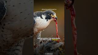 Peregrine Falcon  The Fastest Animal On the Earth [upl. by Ellekcir]