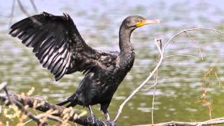 Double Crested Cormorant [upl. by Aidam]