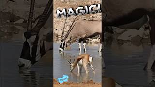 Discover GEMSBUCK Magic in South Africa shorts [upl. by Manwell]