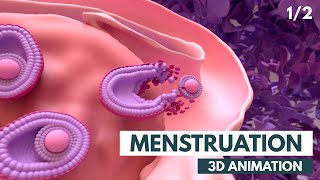 Menstrual Cycle Basics  3D animation 12 [upl. by Anora]