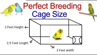 What Is Perfect Cage Size Budgies breeding  Parakeet Perfect Cage Size details  video 1 [upl. by Lemrac]