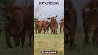 Jay Gaumata cow yshorts gaumata [upl. by Neerom]