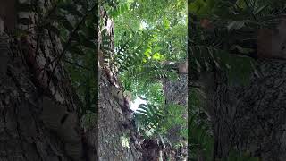 Oakleaf Fern Drynaria quercifolia on Acacia tree ferns tropical plants [upl. by Ybrad877]