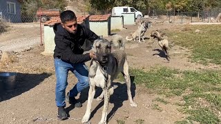 RAMBO MEKANA GELDİ KANGAL MAMA ORMANDAN YARALI GELDİ [upl. by Salina]