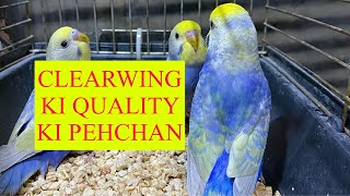 HOW TO IDENTIFY CLEARWING QUALITY part 2  CLEARWING RAINBOW KI PEHCHAN [upl. by Picco990]