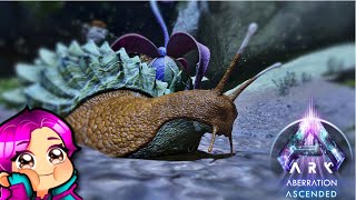 WHERE TO FIND ACHATINA  ABERRATION  Ark Survival Ascended [upl. by Suirtemed862]