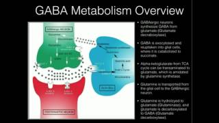 LTheanine and GABA Supplementation [upl. by Waddell878]