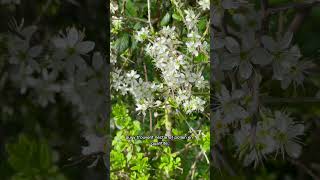 Laubépine arbre épineux mellifère qui souffre de la sécheresse [upl. by Icaj]