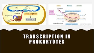 Transcription in Prokaryotes [upl. by Susana]