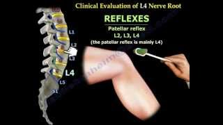 Femoral Nerve Anatomy  Everything You Need To Know  Dr Nabil Ebraheim [upl. by Malin]