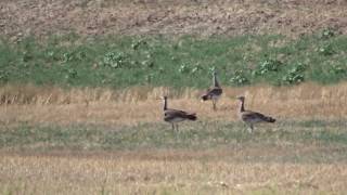 Flying Great Bustards  Vliegende Grote Trappen [upl. by Edac84]