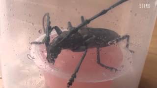 昆虫ゼリーを一心不乱に食べるカミキリムシ Cerambycidae Longhorn beetle [upl. by Betteann311]