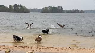 Aussiedoodle vs Canada Geese Toledo Bend Lake Louisiana [upl. by Duggan]