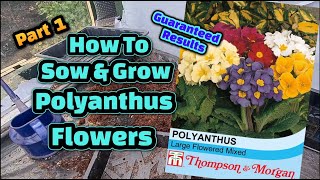 How to grow Polyanthus flowers from seed Part 1 [upl. by Sillyhp]