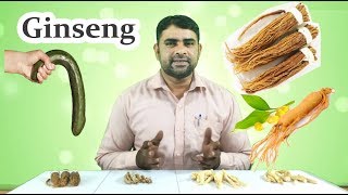 Ginseng Benefits in Urdu Panax Ginseng Koren Ginseng Red Ginseng Buy Online in Pakistan [upl. by Ilek781]