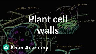 Plant cell walls  Structure of a cell  Biology  Khan Academy [upl. by Hamon]