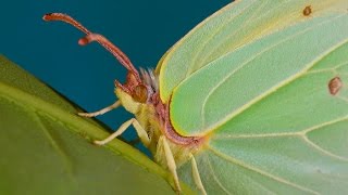 Gonepteryx rhamni  Latolistek cytrynek  Zitronenfalter  Brimstone [upl. by Amarette]