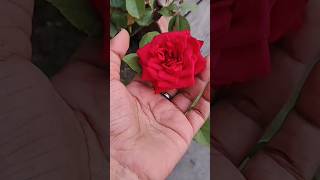 🌹 rose flower 💐🌹 music love bollywood flowers feeding plants [upl. by Nonnaer]