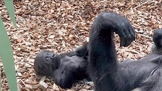 Adorable baby gorilla and her unaffectionate mother [upl. by Airtal]