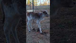 Baby Calf Cuteness shinglemillacres minifarm miniaturezebu minizebu babycalf zoomies [upl. by Comyns717]