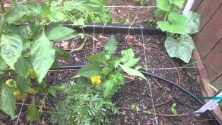 My SFG drip irrigation set up [upl. by Punke601]