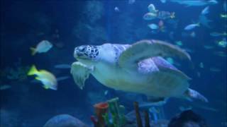 Sea Life in Manchester Trafford Centre [upl. by Greff]