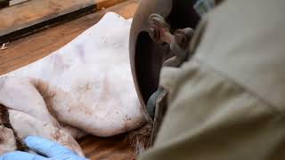 Shaving a Deer Cape Using a Rawhide Shaving Machine 033018 [upl. by Yentihw]