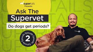 Do Dogs Get Periods  Ask the Super Vet  Supertails [upl. by Itsyrk]