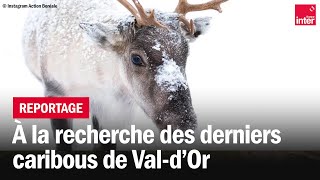 Danger dextinction pour les Caribous du ValdOr  Là dehors [upl. by Burnett644]