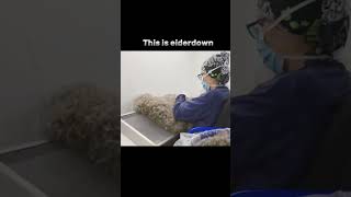 EIDERDOWN  eiderdown soft viralvideo [upl. by Lebisor]