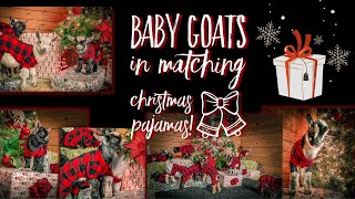 BABY GOATS IN MATCHING PAJAMAS [upl. by Adlez]