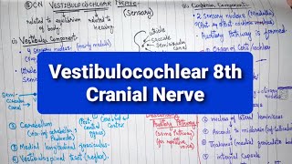 Vestibulocochlear Nerve  8th Cranial Nerve  Part 1  Neuroanatomy [upl. by Mccready]