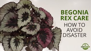 Begonia Rex Care Dont Make These Mistakes [upl. by Ephrem]