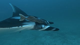 Buceo en Isla del Coco  Diving in Cocos Island Costa Rica [upl. by Gran]