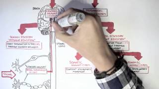 Neurology  Divisions of the Nervous System [upl. by Nyved]