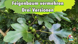 Feigenbaum vermehren  drei Versionen zum vermehren [upl. by Negem]