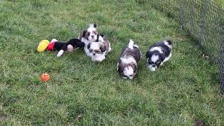 Shih Tzu Puppies for Sale [upl. by Adnohsirk]