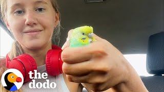 Girl Finds Parakeet On a Run  The Dodo [upl. by Mayworm]