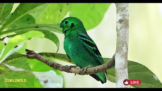 🌿✨ Meet the Green Broadbill ✨🌿 [upl. by Naul386]