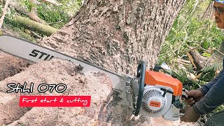 Legendary Chainsaw  STIHL 070 Vs Huge Trembesi tree [upl. by Pentheas]