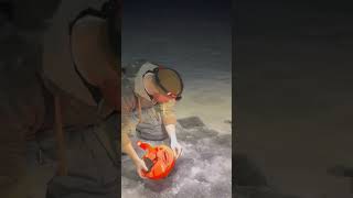 Tip Up walleye fishing firstice [upl. by Miun]