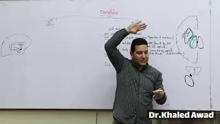 Anatomy of Diencephalon  By Dr Khaled Awad [upl. by Peggi]