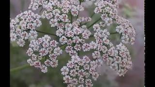 Trachyspermum ammi or Ajwain [upl. by Tabor]